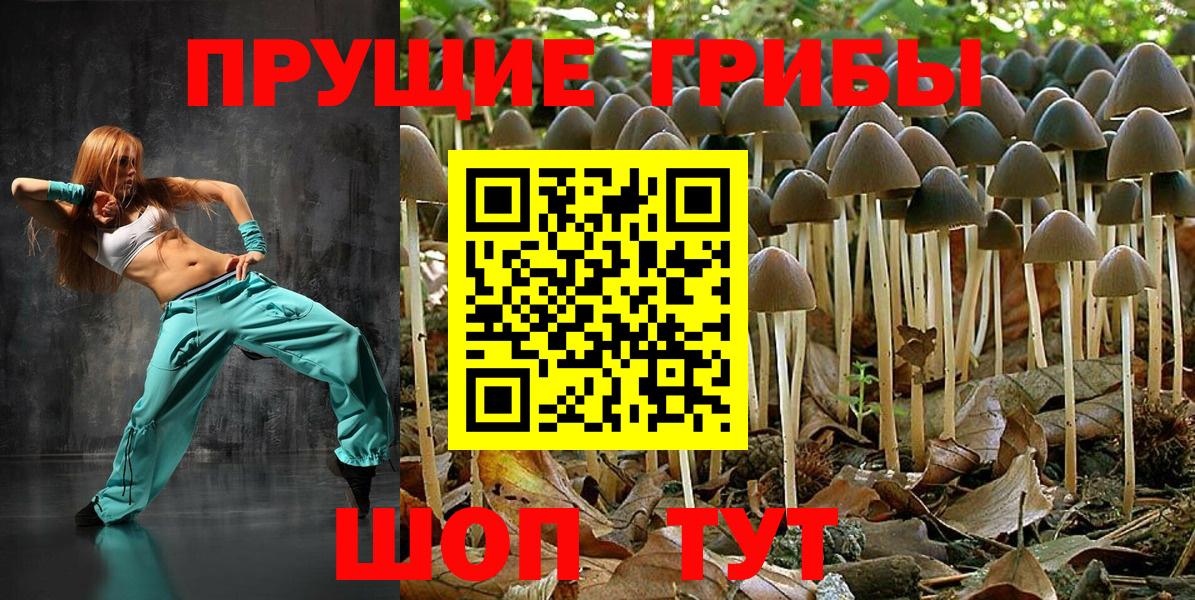 наркота  Шатура  Псилоцибиновые грибы Psilocybine cubensis 